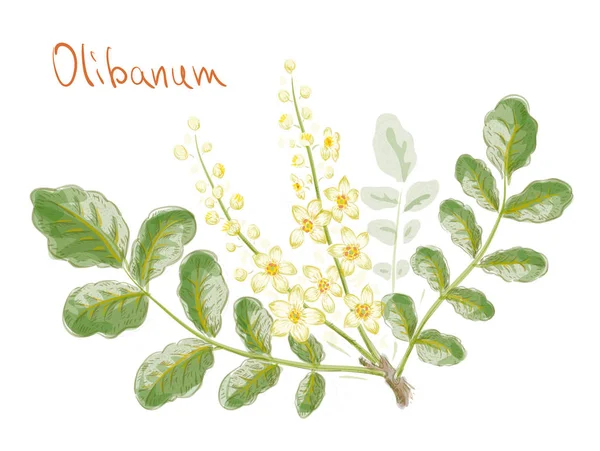 Boswellia sacra (comúnmente conocida como incienso o olibanum-tree) — Archivo Imágenes Vectoriales