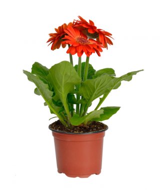 İzole bir bahçe tencerede gerbera.