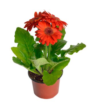 İzole bir bahçe tencerede gerbera.