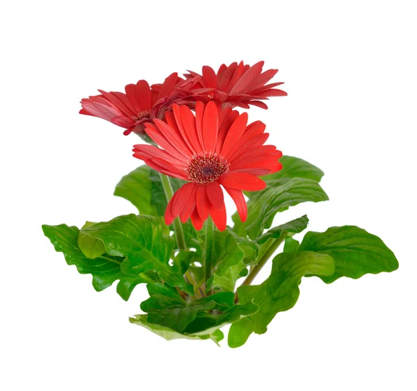 Gerbera izolované na bílém pozadí. — Stock fotografie