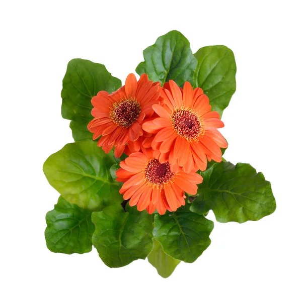 Gerbera isoliert auf weißem Hintergrund. — Stockfoto