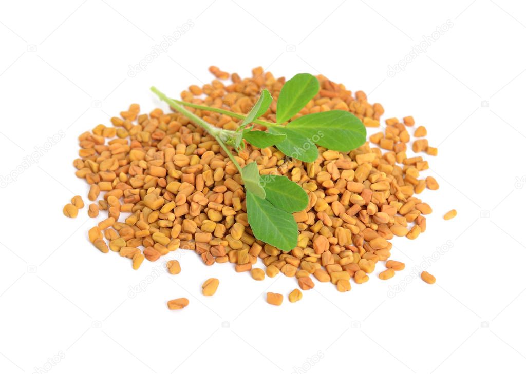 Fenugreek seed with leawes. (Trigonella foenum-graecum)