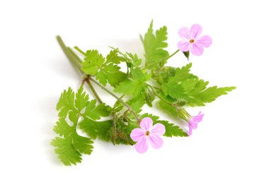 Sardunya robertianum, Robertiella robertiana,