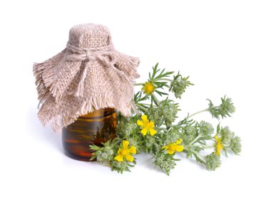 Potentilla. İlaç şişesiyle Potentilla argentea. Isol