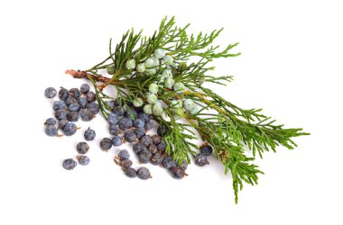 Üzerinde izole Juniperus sabina yeşil ve olgun koniler (çilek) ile