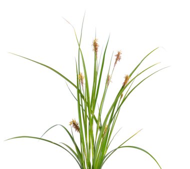 Carex humilis, olarak da bilinen cüce saz.