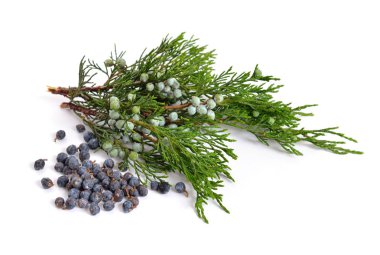 Beyaz izole Juniperus sabina yeşil koniler (çilek) ile
