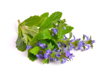 Ayrıca çeşitli dik borazan, mavi boru, Gen bilinen mayasıl