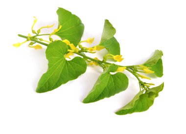 Aristolochia. Üyelerinin sık birthwort, pipev bilinen