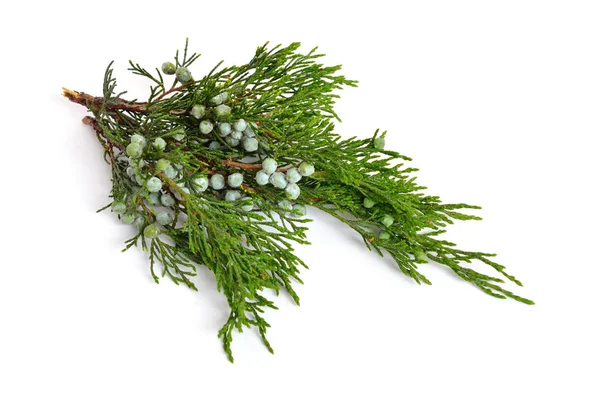 Juniperus sabina med gröna kottar (bär) isolerade på vit — Stockfoto