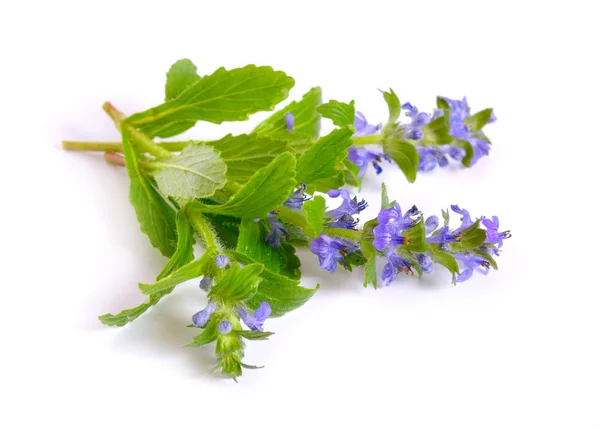 Ajuga, επίσης, ποικιλοτρόπως γνωστές ως όρθια bugle, μπλε σάλπιγγα, Gen — Φωτογραφία Αρχείου