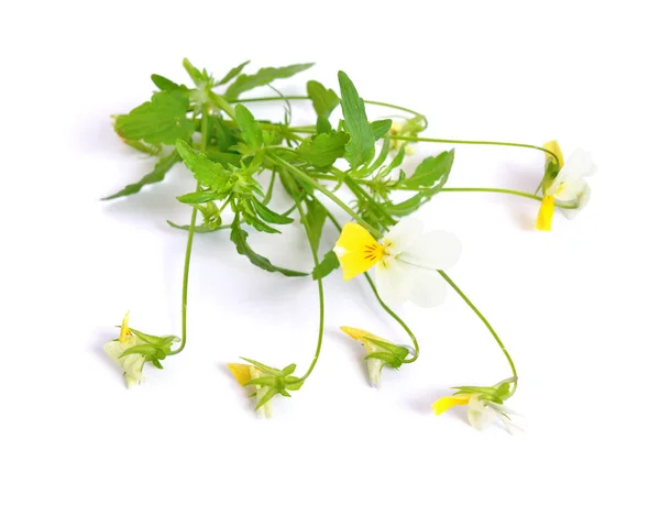 Viola arvensis isolé sur fond blanc — Photo