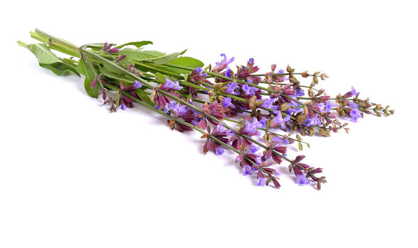 Salvia officinalis isolated.