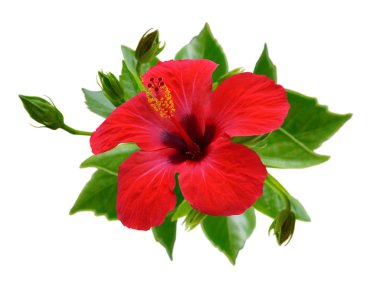 Kırmızı hibiscus çiçek. İzole.