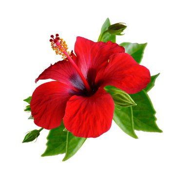 Kırmızı hibiscus çiçek. İzole.