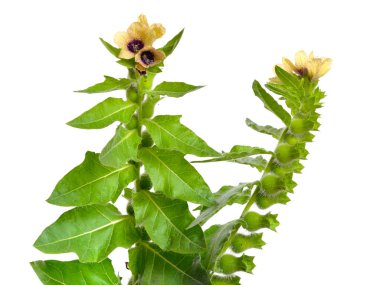  Hyoscyamus izole beyaz arka plan üzerinde.