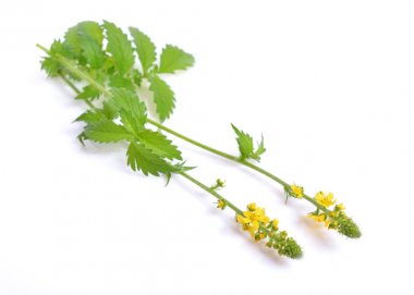 Agrimonia eupatoria, Kasıkotu, kilise steeples veya sticklewort