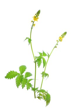 Agrimonia eupatoria, Kasıkotu, kilise steeples veya sticklewort