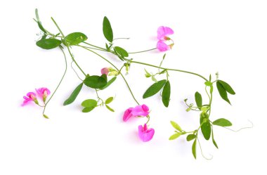 Peavines veya vetchlings olarak bilinen Lathyrus