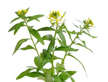 Beyaz izole Erysimum (sarı şebboy).