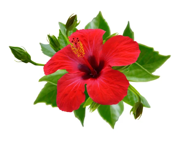 Fiori di ibisco rosso. Isolato . — Foto Stock