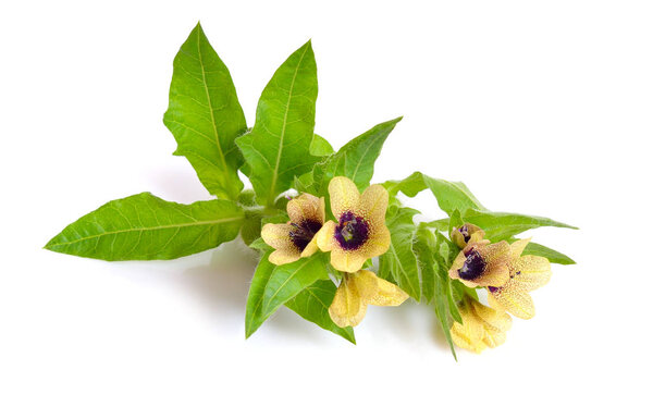  Hyoscyamus  Isolated on white background.