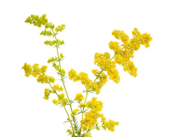 Galium verum, paja de cama de señora o paja de cama amarilla . — Foto de Stock