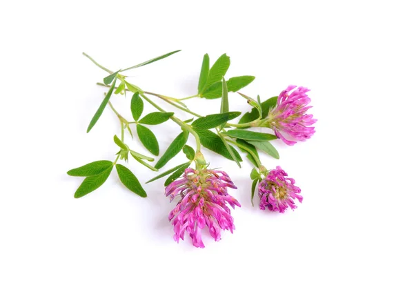 Klee oder Kleeblatt sind gängige Bezeichnungen für Pflanzen der Gattung Trifo — Stockfoto