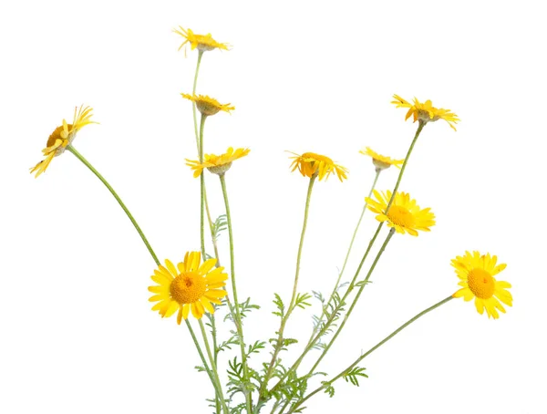 Cota tinctoria, la marguerita dorada, la manzanilla amarilla o el buey —  Fotos de Stock