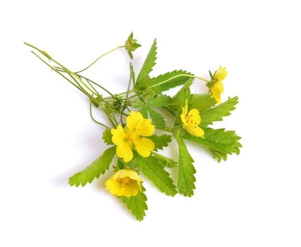 Potentilla reptans, bekannt als das kriechende Fingerkraut, europäische c — Stockfoto