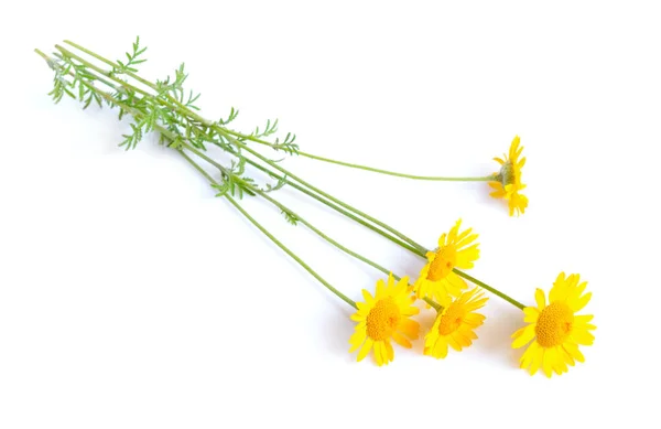 Cota tinctoria, la marguerite dorée, la camomille jaune ou oxey — Photo