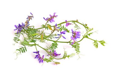 Vicia cracca (sorguçlu Fiğ, inek Fiğ, kuş Fiğ, mavi Fiğ, b
