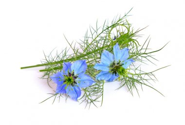 Çörek otu. Ortak adları şeytan-içinde-a-bush ya da love-in-a-mist. 