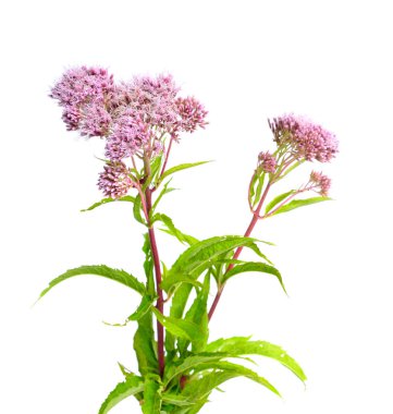 Eupatorium. Most are commonly called bonesets, thoroughworts or  clipart