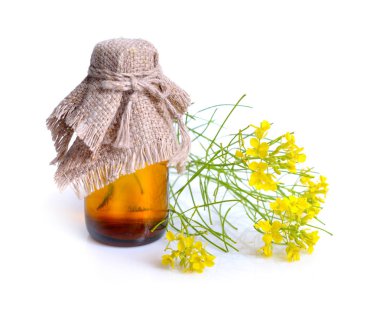 Beyaz izole Erysimum (sarı şebboy).