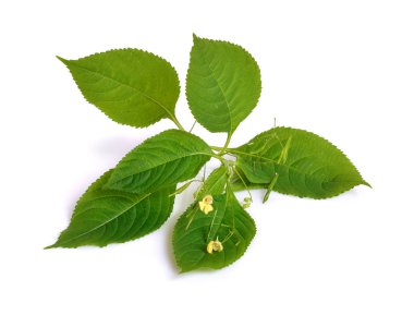 Impatiens. Ortak adları dahil Impatiens, jewelweed, touch-beni-n