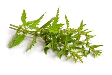 Lycopus europaeus, ortak adları gypsywort, gipsywort, bugleweed,