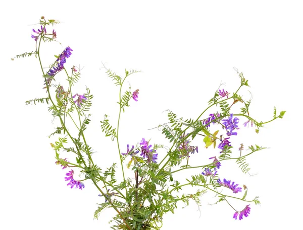 Kråkvicker (tuftade vetch, Ko vetch, fågel vetch, blå vetch, b — Stockfoto