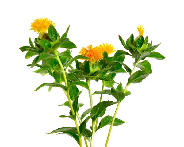 Saffloroljas blomma. Isolerad på vit bakgrund — Stockfoto