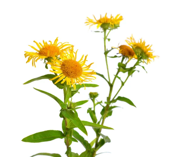 Inula isolé sur fond blanc — Photo