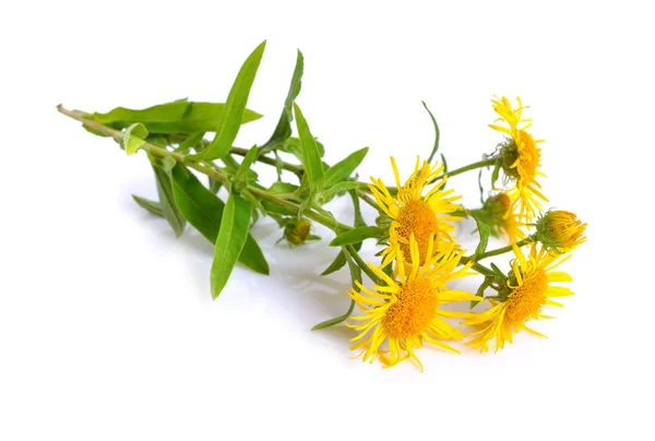 Inula isolé sur fond blanc — Photo