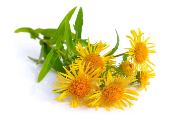 Inula isoliert auf weißem Hintergrund — Stockfoto