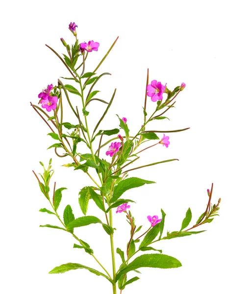 Epilobium hirsutum. Lokala namn inkluderar codlins-och-kräm, apple — Stockfoto