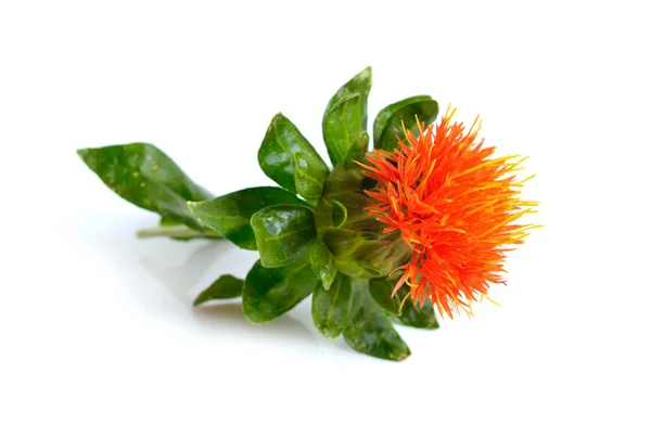 Planta Safflower. Isolado sobre fundo branco . — Fotografia de Stock