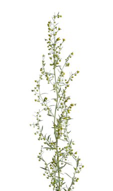 Artemisia absinthium  isolated on white.  clipart