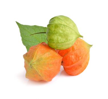 Physalis. Başka isim yok poha çilek, sadece altın çilek