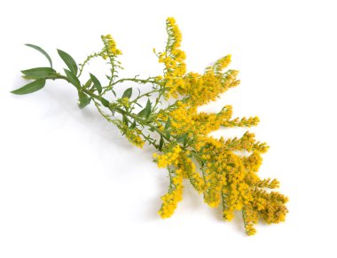 Solidago, yaygın olarak adlandırılan goldenrods. İzole.