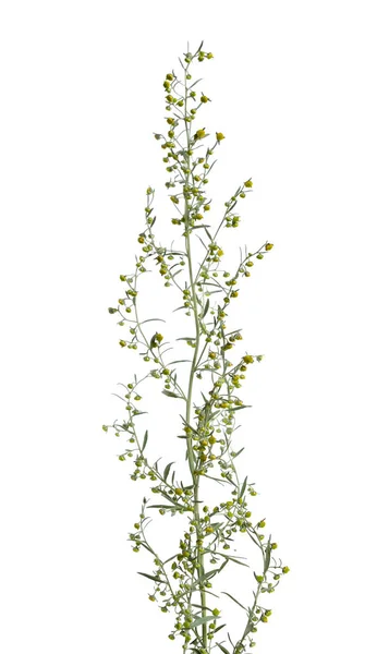 Artemisia absinthium izolované na bílém. — Stock fotografie