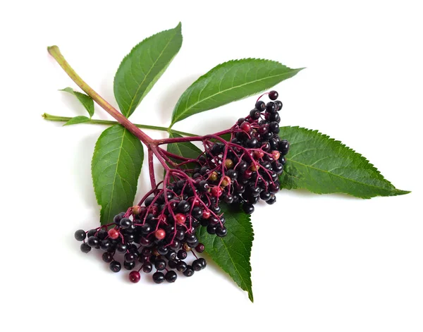 Sambucus nigra geïsoleerd op wit. — Stockfoto