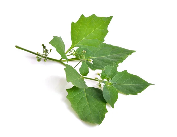 Solanum nigrum isolated. — Stock Photo, Image